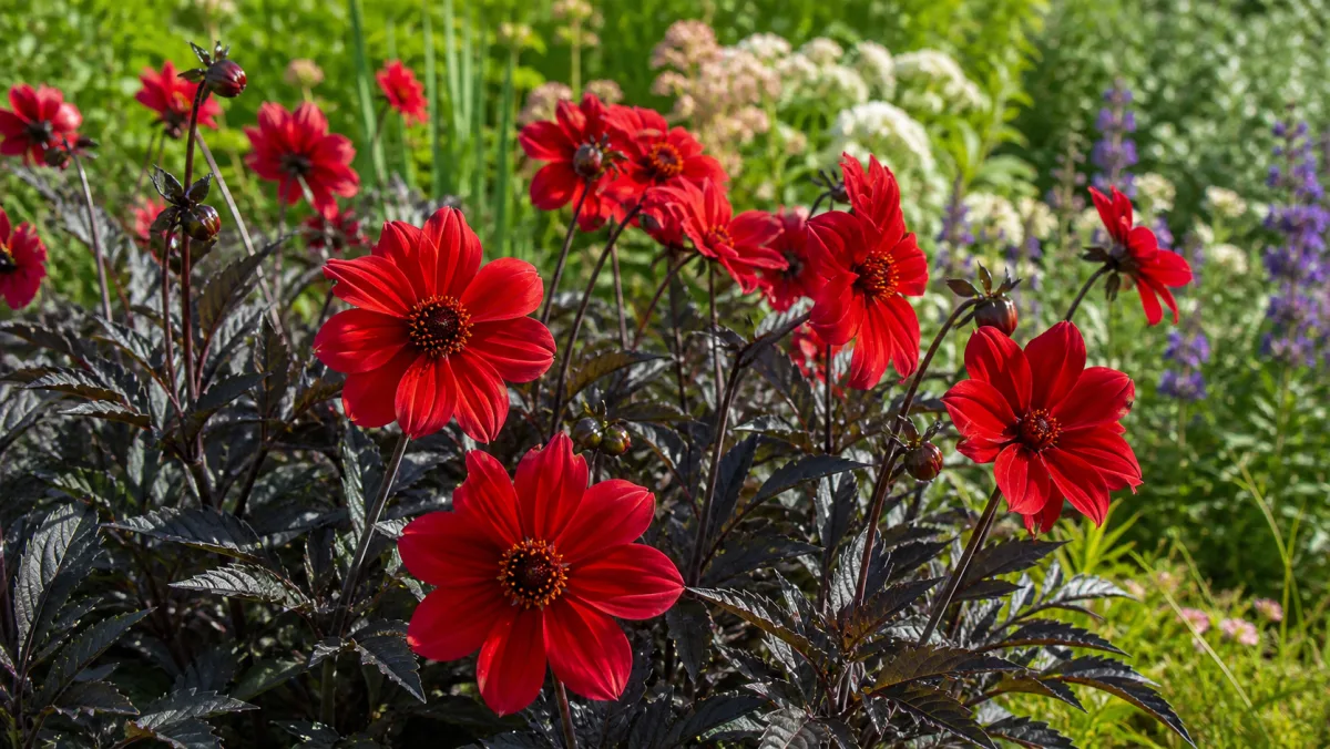 Dahlia 'Bishop of Llandaff' dans un massif de jardin français