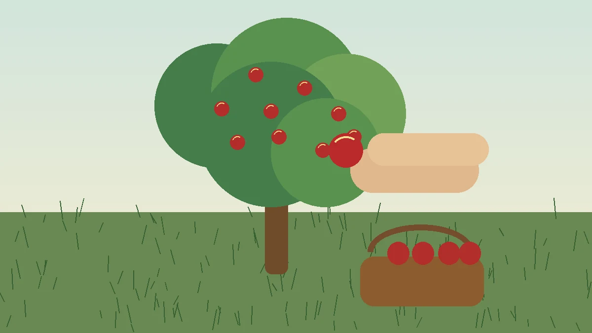 Pommes mûres récoltées délicatement sur l’arbre