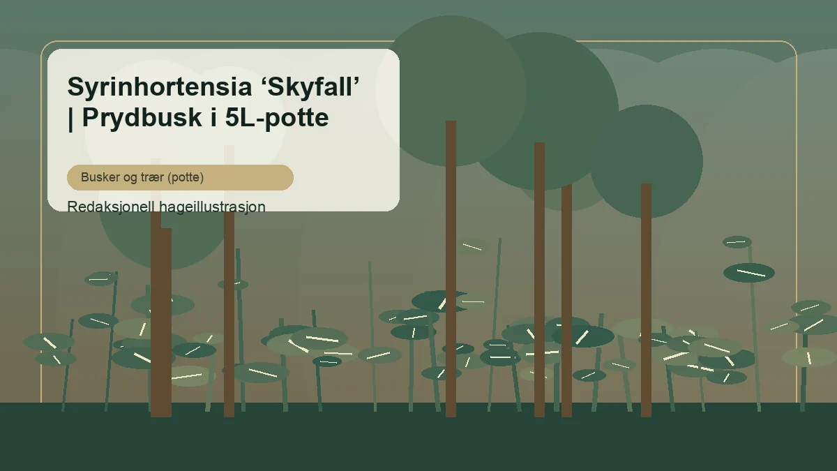 Hortensia paniculé 'Skyfall' dans un massif d'arbustes en France