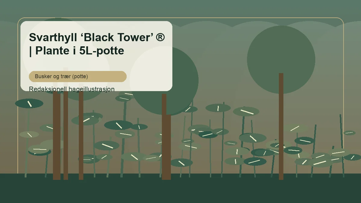 Sureau noir 'Black Tower' dans un massif d'arbustes en France