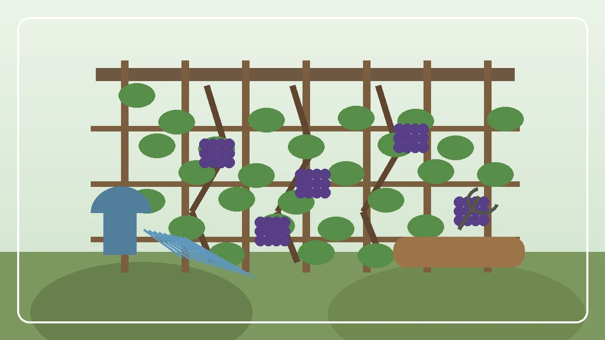 Vigne avec grappes sombres sur mur ensoleillé