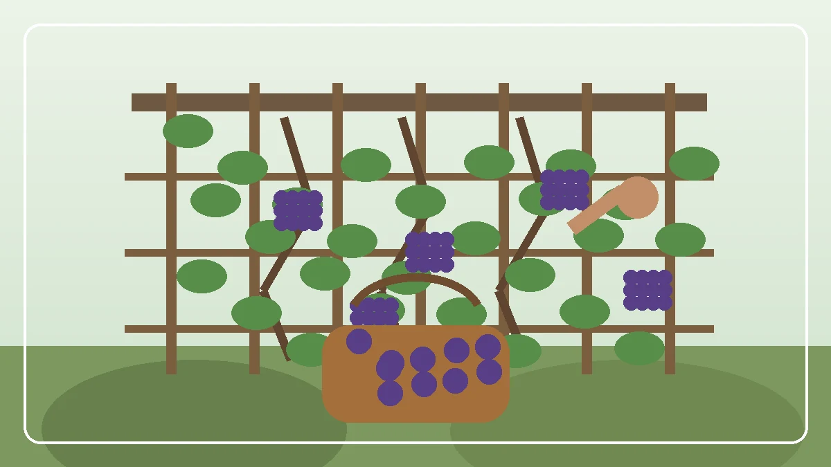 Vigne avec grappes sombres sur mur ensoleillé